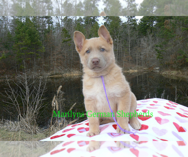 Medium Photo #6 German Shepherd Dog Puppy For Sale in PIEDMONT, MO, USA