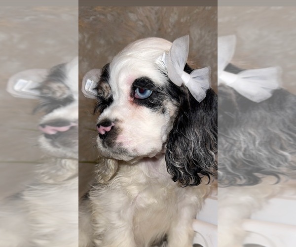 Medium Photo #5 Cocker Spaniel Puppy For Sale in HESPERIA, CA, USA