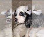 Small #4 Cocker Spaniel