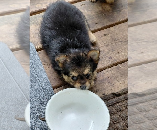Medium Photo #2 Yoranian Puppy For Sale in MORROW, OH, USA