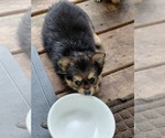 Small Photo #19 Yoranian Puppy For Sale in MORROW, OH, USA