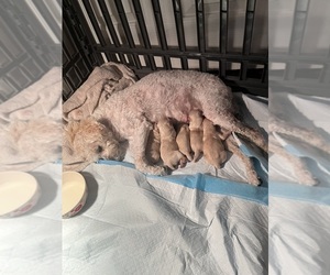 Shih-Poo Puppy for sale in TUCSON, AZ, USA