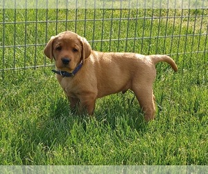 Labrador Retriever Puppy for sale in MC GAHEYSVILLE, VA, USA