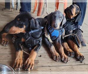 Doberman Pinscher Litter for sale in KYLE, TX, USA