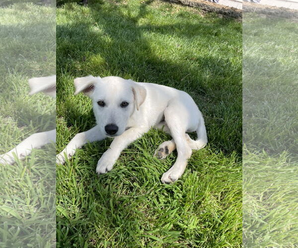 Medium Photo #2 Anatolian Shepherd-Great Pyrenees Mix Puppy For Sale in Brooklyn Center, MN, USA
