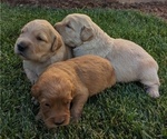 Small Photo #3 English Cream Golden Retriever Puppy For Sale in SACRAMENTO, CA, USA