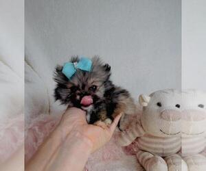 Pomeranian Puppy for sale in FORT LAUDERDALE, FL, USA