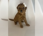 Small #3 Goldendoodle