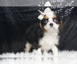Small Photo #3 Cavalier King Charles Spaniel Puppy For Sale in WARSAW, IN, USA