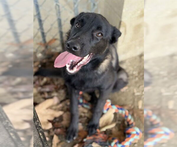 Medium Photo #3 Mutt Puppy For Sale in Riverside, CA, USA