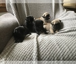 Small Photo #13 Pug Puppy For Sale in DAYTON, VA, USA