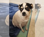 Small #2 Chihuahua Mix