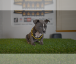 Small #1 American Bully