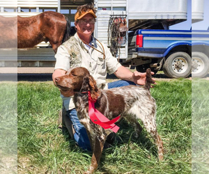 Father of the Brittany puppies born on 10/25/2020