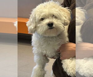 Maltipoo (Miniature) Dogs for adoption in Rancho Cucamonga, CA, USA
