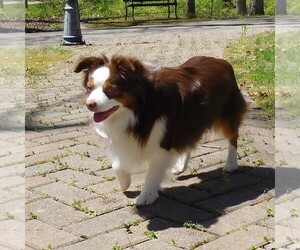 Miniature Australian Shepherd Puppy for sale in HARRISON, OH, USA