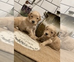 Small Photo #13 Goldendoodle Puppy For Sale in GOODLETTSVILLE, TN, USA