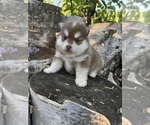 Small #2 Pomsky