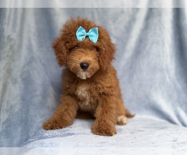 Medium Photo #9 Cockapoo (Miniature) Puppy For Sale in LAKELAND, FL, USA