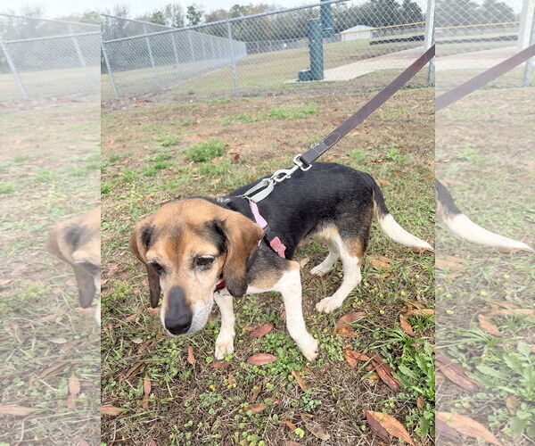 Medium Photo #7 Beagle Puppy For Sale in Tampa, FL, USA