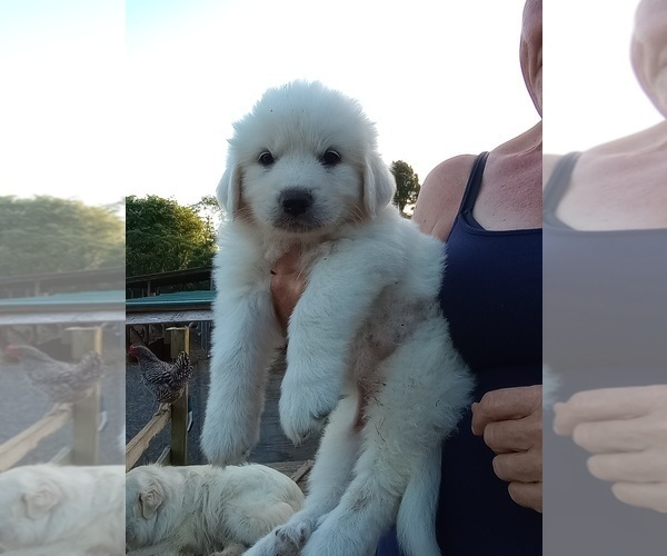 Medium Photo #5 Great Pyrenees Puppy For Sale in SHELBYVILLE, TN, USA