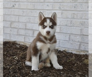 Siberian Husky Puppy for sale in BELLEFONTE, PA, USA