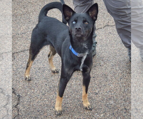 Medium Photo #4 Aussie Siberian Puppy For Sale in Huntley, IL, USA