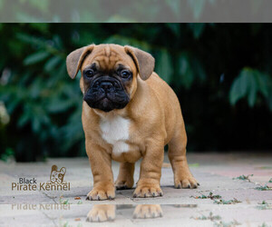 French Bulldog Puppy for sale in Szeged, Csongrad, Hungary