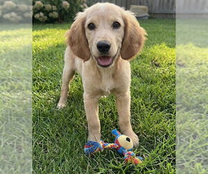Goldendoodle (Miniature) Dogs for adoption in Grovertown, IN, USA