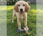Small Goldendoodle (Miniature)