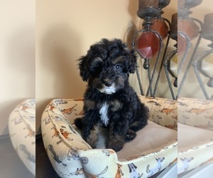 Cavapoo Puppy for Sale in NOBLESVILLE, Indiana USA