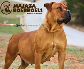 Mother of the Boerboel puppies born on 02/14/2017