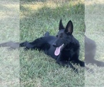 Small #6 German Shepherd Dog