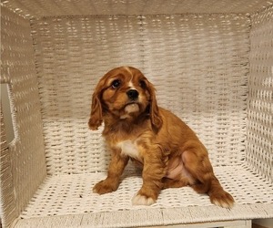 Cavalier King Charles Spaniel Puppy for sale in OWEN, WI, USA
