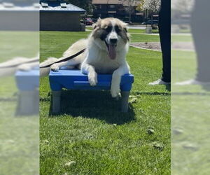 Izzy - Female Anatolian Shepherd-Unknown Mix Dog for Adoption - Photo #10