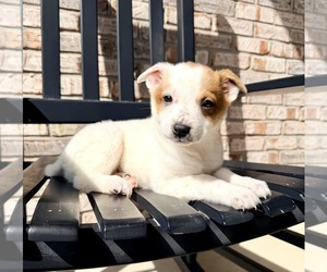 Australian Cattle Dog Puppy for sale in GREENFIELD, IN, USA
