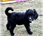 Small #4 Bernedoodle-Labradoodle Mix