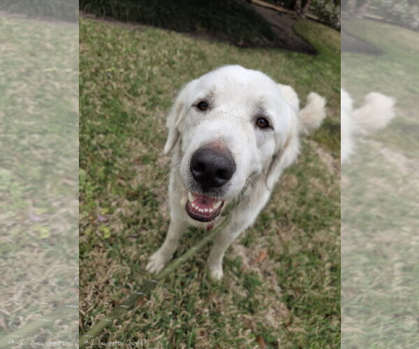 Medium Photo #13 Great Pyrenees Puppy For Sale in Spring, TX, USA