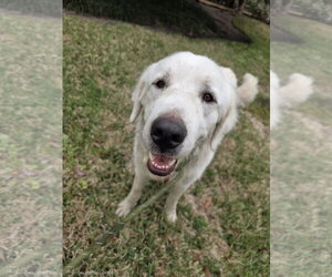 Obo - Male Great Pyrenees Dog for Adoption - Photo #13