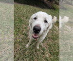 Small #12 Great Pyrenees