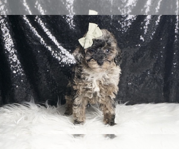 Medium Photo #19 Poodle (Toy) Puppy For Sale in WARSAW, IN, USA