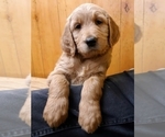 Small Photo #14 Goldendoodle Puppy For Sale in PROSPECT, VA, USA