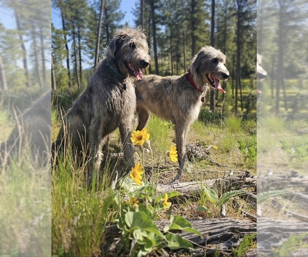 Medium Photo #1 Irish Wolfhound Puppy For Sale in POST FALLS, ID, USA