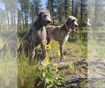 Small Irish Wolfhound