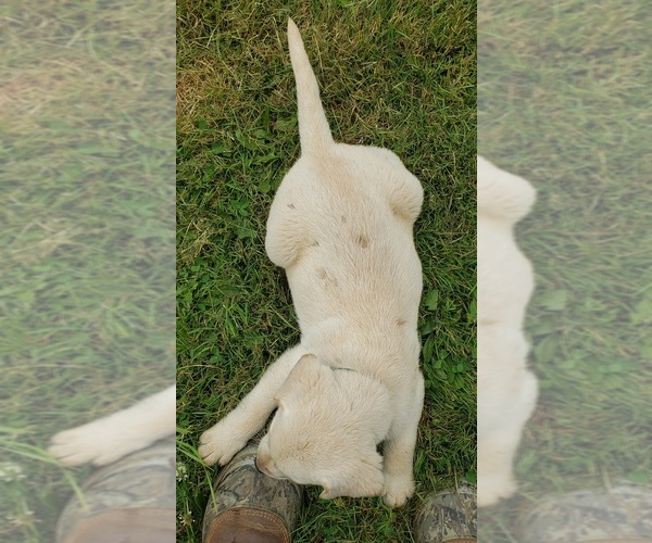 Medium Photo #7 Labrador Retriever Puppy For Sale in OLYMPIA, WA, USA