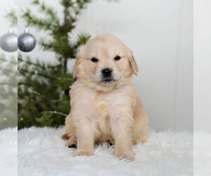 Golden Retriever Puppy for sale in NEWPORT, PA, USA