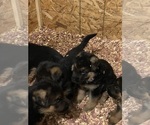 Small Photo #19 German Shepherd Dog Puppy For Sale in WESTBY, WI, USA