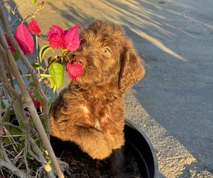 Labradoodle Puppy for sale in NAPA, CA, USA