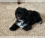 Small Photo #1 Pekingese-Poodle (Toy) Mix Puppy For Sale in ZEBULON, NC, USA
