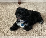 Small Pekingese-Poodle (Toy) Mix